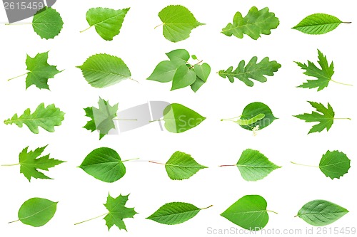 Image of Green Leaves