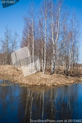 Image of Spring forest