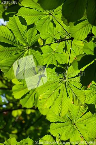 Image of Leaves background
