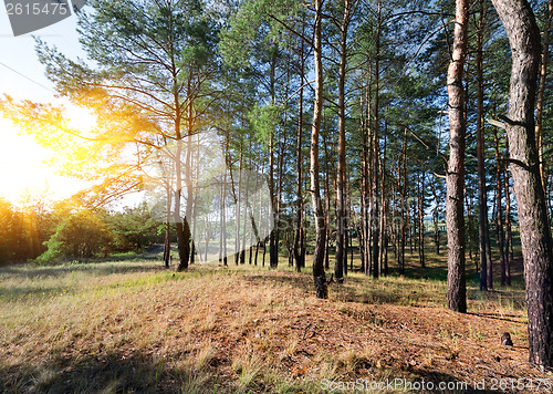 Image of Autumn in a pine forest