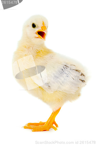 Image of Chicken baby