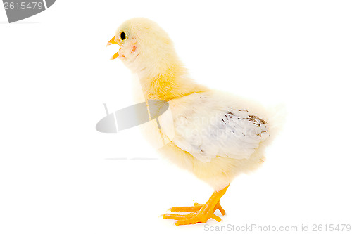 Image of Chicken baby