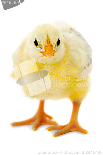 Image of Chicken baby