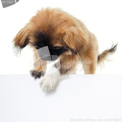 Image of Puppy dog and blank sign