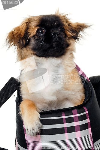 Image of Puppy dog in bag