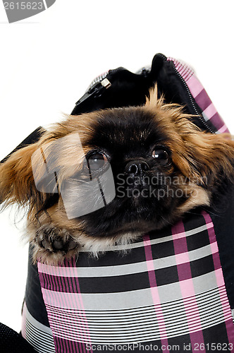 Image of Puppy dog in bag