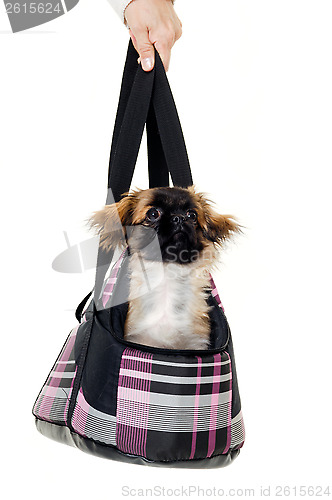 Image of Puppy dog in bag