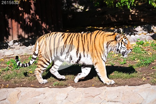 Image of Tiger