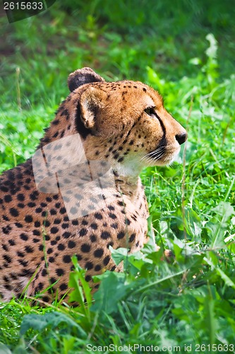 Image of Cheetah