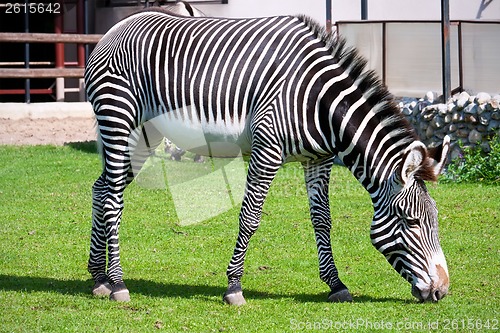 Image of Zebra