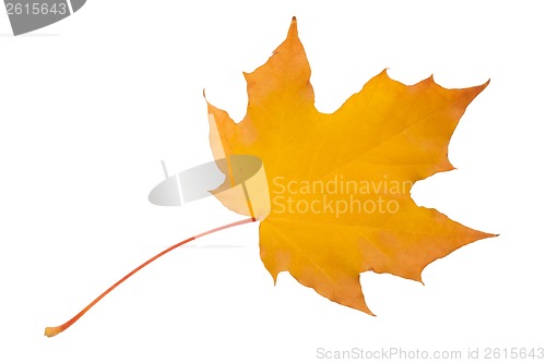 Image of Maple leaf