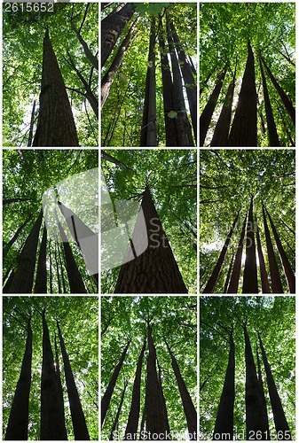 Image of Green forest