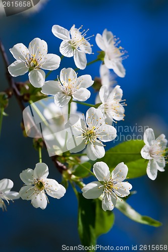 Image of Apple flowers