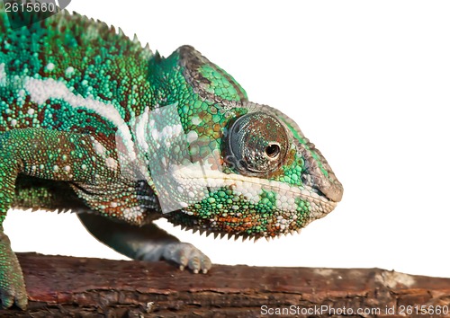 Image of Panther chameleon