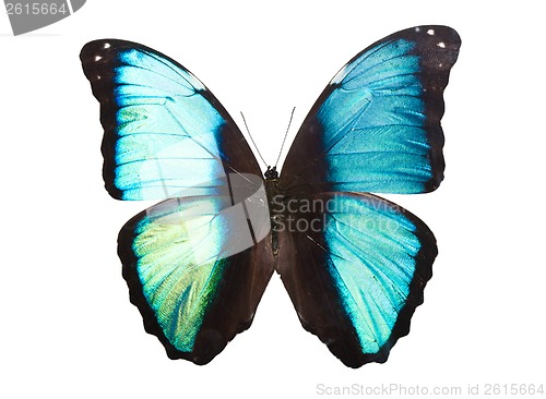 Image of Butterfly