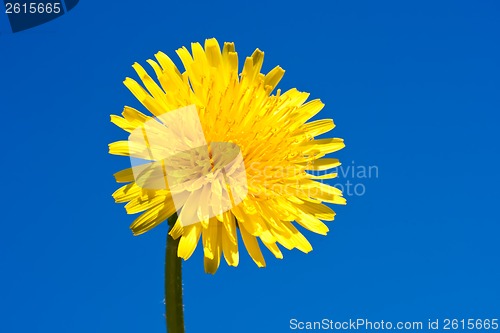Image of Dandelion