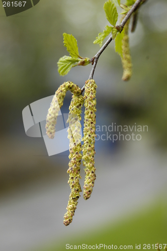 Image of Birch pollen