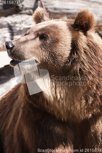 Image of Bear