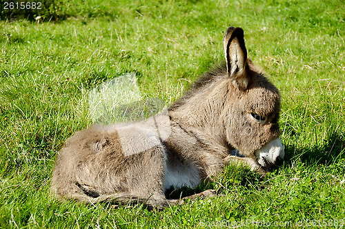 Image of Young donkey eating grass