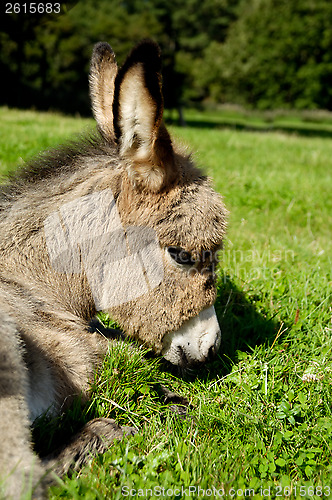 Image of Sad donkey