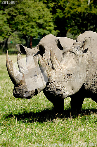 Image of Rhino