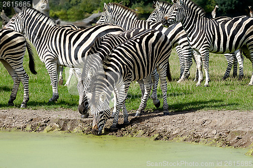 Image of Zebras are dirnking water