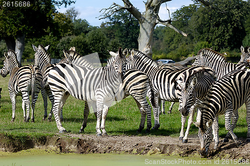 Image of Zebras are dirnking water