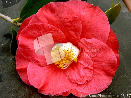 Image of Red Camelia