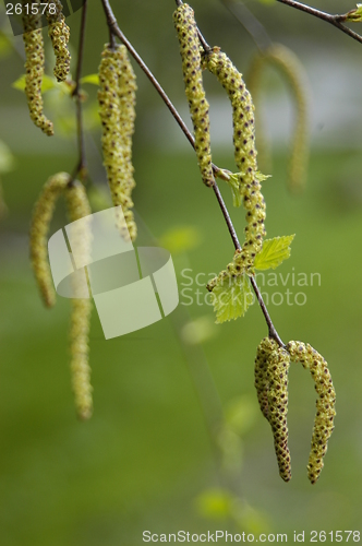 Image of Birch pollen