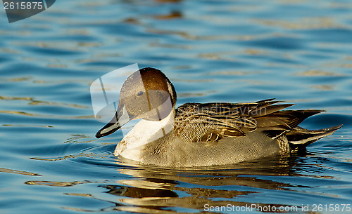 Image of Northern Pintail