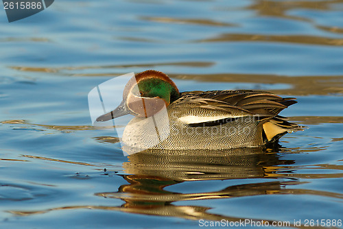 Image of Eurasian Teal