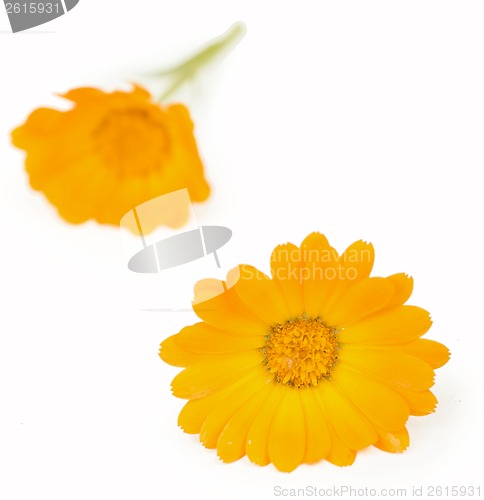 Image of Calendula flowers