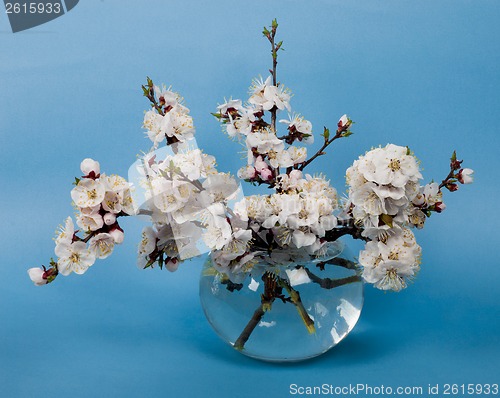 Image of blossoming branches of  tree in  vase