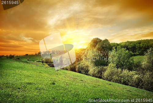 Image of Forest on the hill