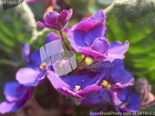 Image of Saintpaulia flower