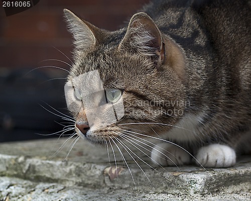 Image of Cat