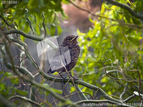 Image of Blackbird