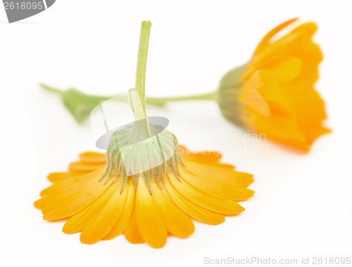 Image of Calendula flowers