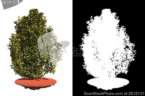 Image of Shrub Isolated on White Background.