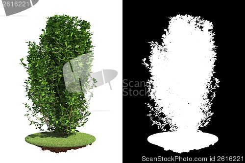 Image of Green Bush Isolated on White Background.