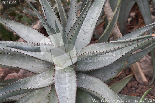 Image of Cactus