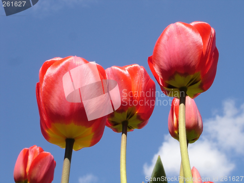 Image of Red tulips