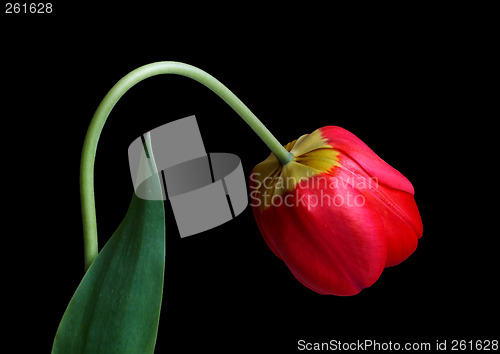Image of Red tulip