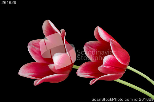 Image of Red tulips