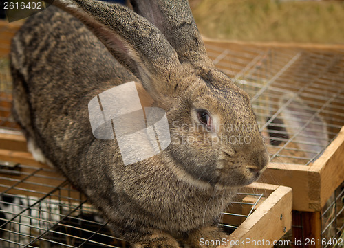 Image of The big grey rabbit sold at the fair.