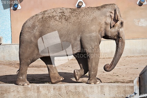 Image of Elephant