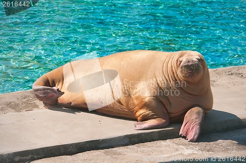 Image of Walrus