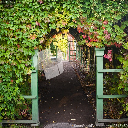 Image of Branches of virginia creeper ramble on archway