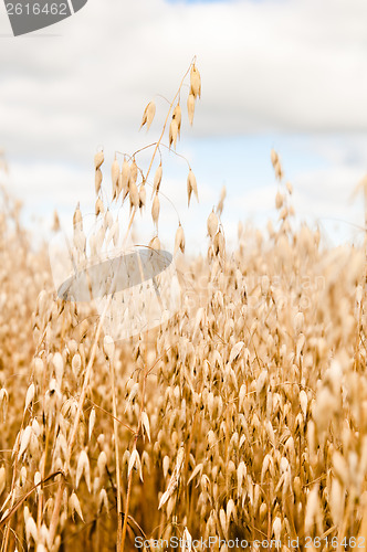 Image of Field of a ripening oats