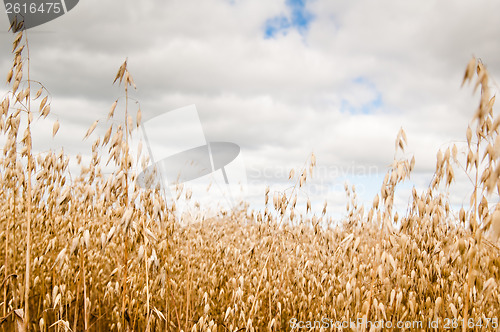 Image of Field of a ripening oats